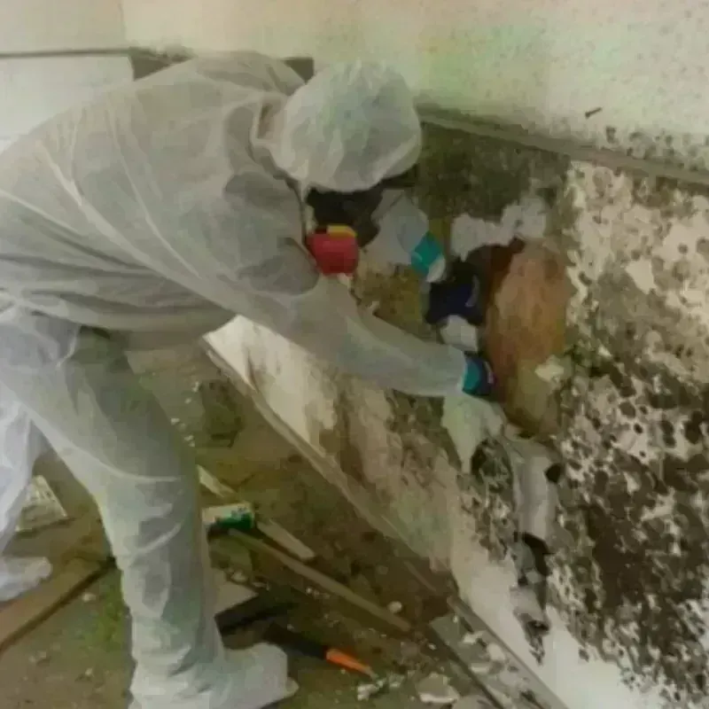 Mold Remediation and Removal in Appleton, ME